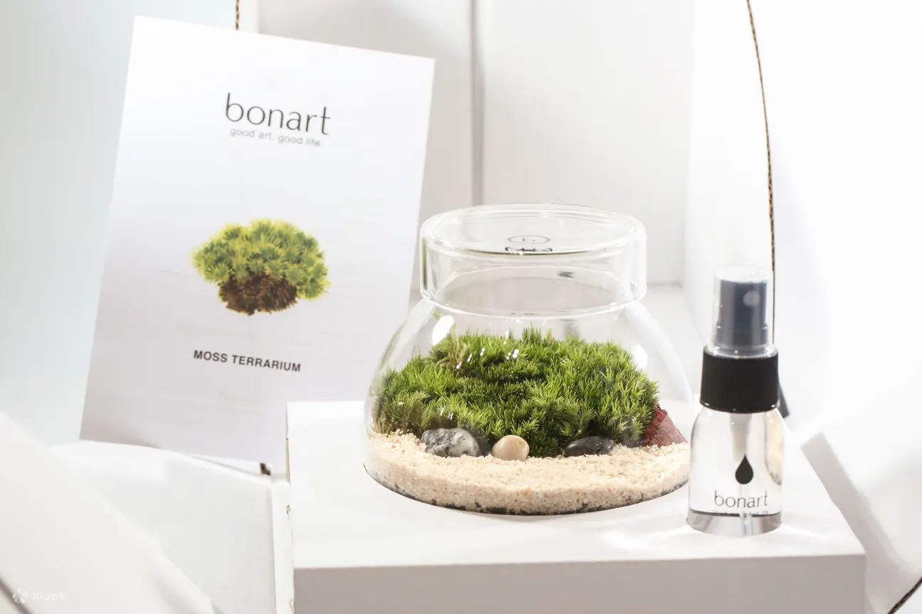 Bonart - 青苔生态盆景 | 多肉植物盆景 | 苔玉 | 板植蕨类 | 中环大馆